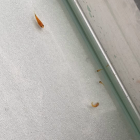 以前より生存率が高い。の画像