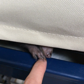 【クシマンセ】しのびよる手…の画像