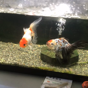 うちの金魚たちの画像