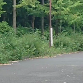 クラブ交流 男子リレー選考会②の画像