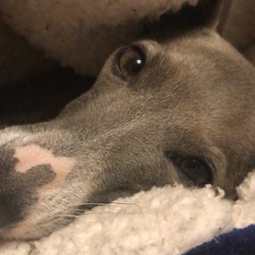 春眠の画像