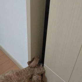 扉の向こうが気になるぅの画像