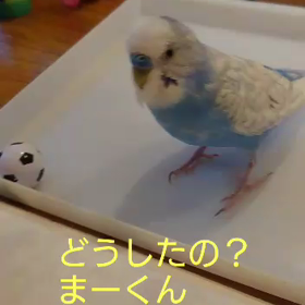 インコの『ハンパない』言えるようになりました❤️の画像