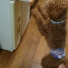 パン頂戴!の画像