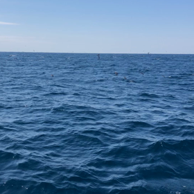 鳥山ラッシュの画像