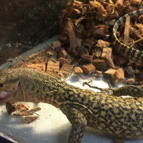 丸呑み‼︎の画像