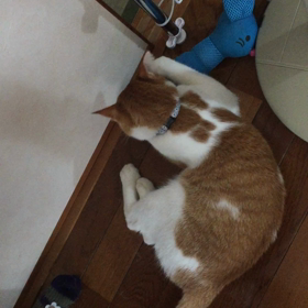 蹴りぐるみに気づいたミーちゃん！の画像