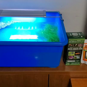 東海錦稚魚5日目‼️の画像