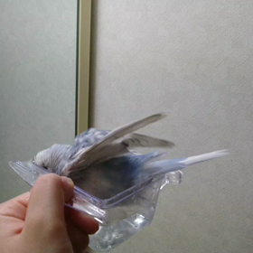 もー夏？の画像