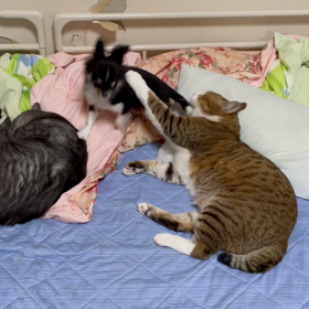 仲良しなハル、モモちゃん、華ちゃん❣️の画像