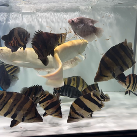 ミドルサイズダトニオ 狂喜乱舞！！の画像