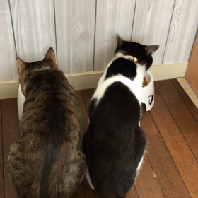 仲良く朝ごはん！の画像