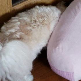 そうじゃないでしょの画像