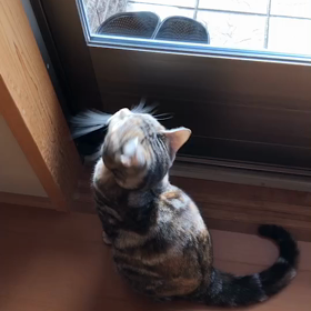 にゃんこの日 ２の画像