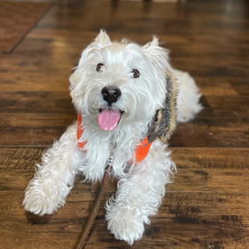 ドッグランとドライブインシアターの画像