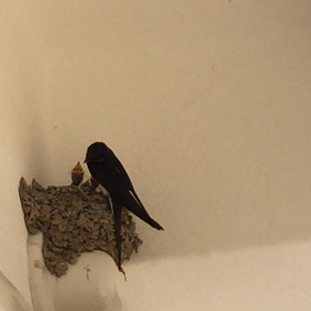 新しい家族が増えました♫の画像