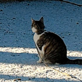 またまた腹痛の画像