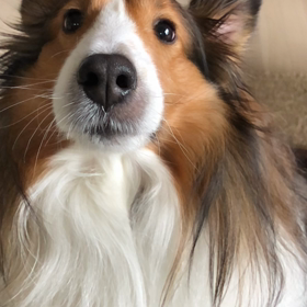 あけましておめでとうございます( ´艸｀)の画像