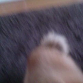 マックス君のお気に入り(^^)dの画像