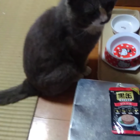 猫ちゃん❤️の画像