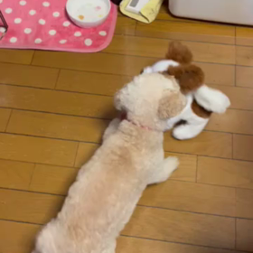 寧々とワンコのオモチャの画像