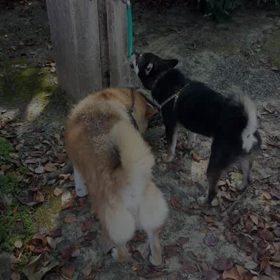 今日のお散歩(^ー^)の画像