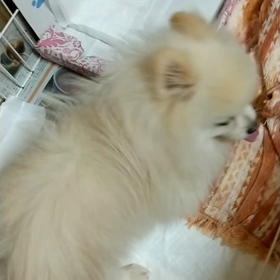 新しい保護犬が、やって来ました‼️の画像