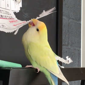 お正月３日間、余白を味わい中＼(^^)／本文とは関係ないコザクラインコ動画をどうぞ＼(^^)／の画像