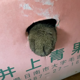 もう直ぐ夏休みの画像