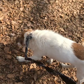 ♪お散歩動画♪代々木公園♪の画像