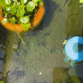 メダカ里親さん募集！の画像