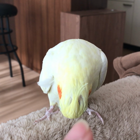 やきもちの画像