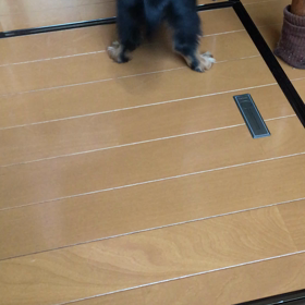 尻尾ブンブンの画像