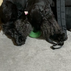 何食わぬ顔の画像