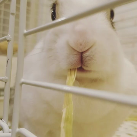 うさぎホテルのモグモグタイム。の画像