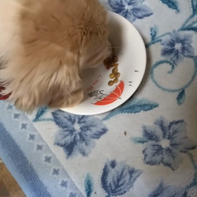 めろんちゃん　ご飯の画像