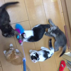 もうすぐお披露目、子猫達の画像