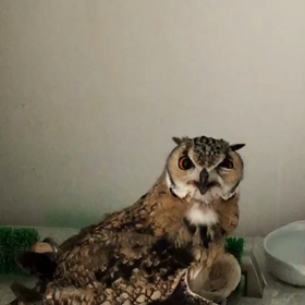 スフィンクスの画像