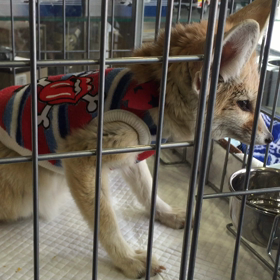 ★怠け者さん★の画像