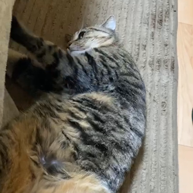 だらけた　もみもみ。　そら。の画像