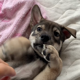 ひとりぼっちにしたくないの画像