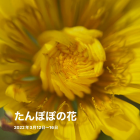 花の命は短し…たんぽぽさんは、三日。の画像
