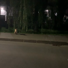 鎖状の傷の画像