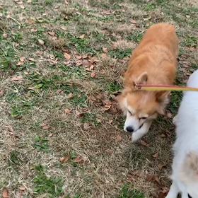 12月3日10わんこと１時間30分遠足　　代々木公園の画像