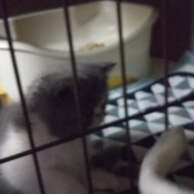 猫じゃらしで・・・の画像