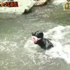 アイアムの画像