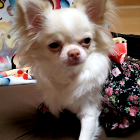 愛犬、ハレンチな着物姿の画像