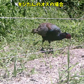 すぎぴたんの事件簿シーズン２　３５話の画像