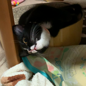 るみも開花？の画像