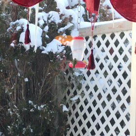 Humming Bird at 3 degrees!!!!!の画像